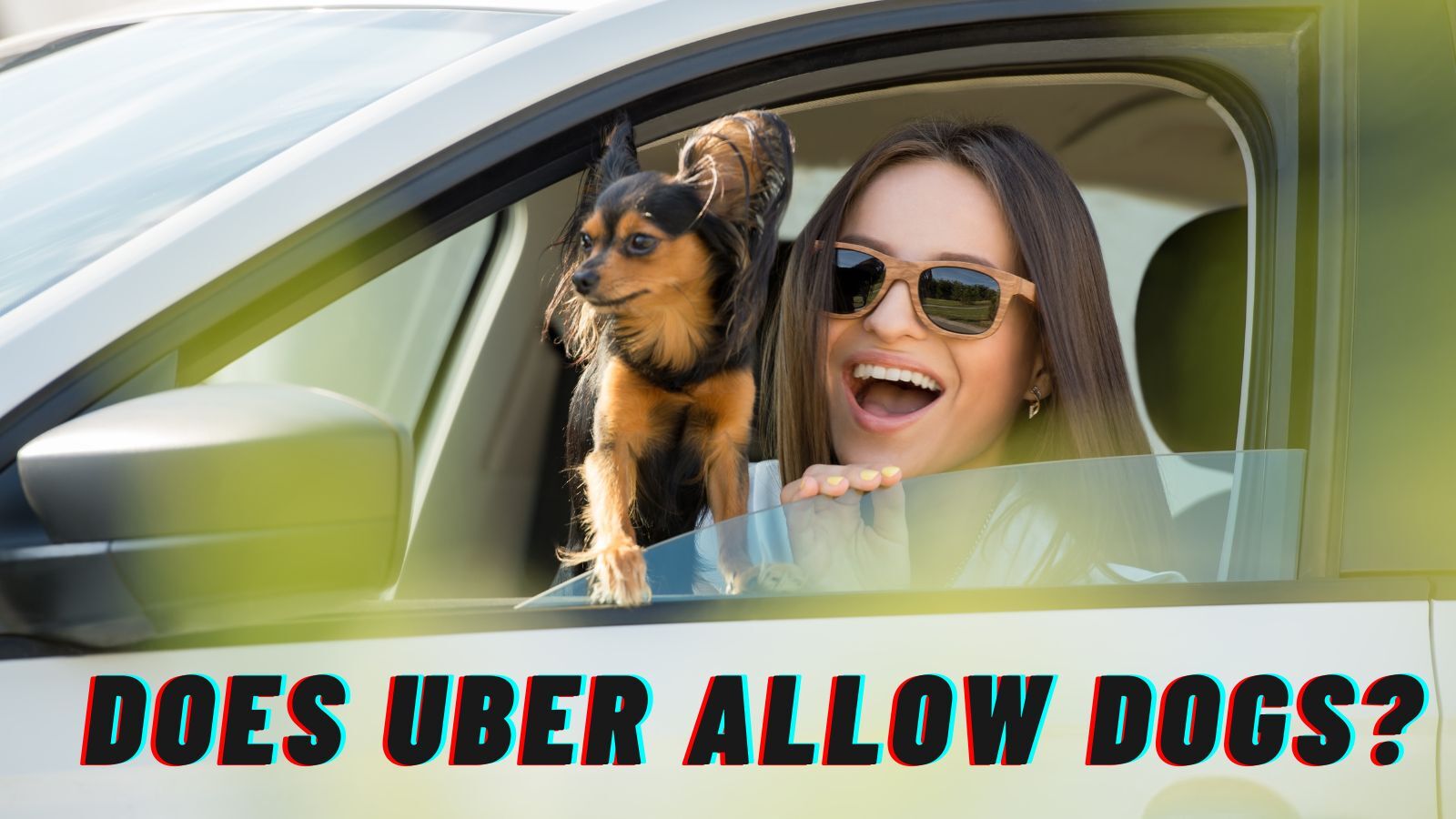 Does Uber Allow Dogs? (What You Care about Is Here)