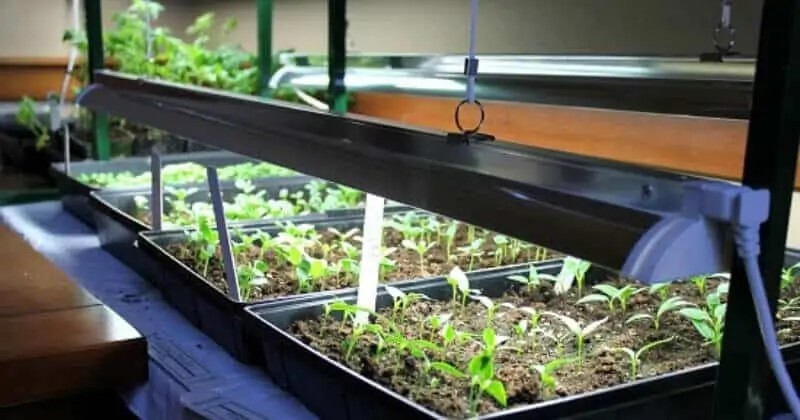 Incorporate Grow Lights Into Your Cabinet