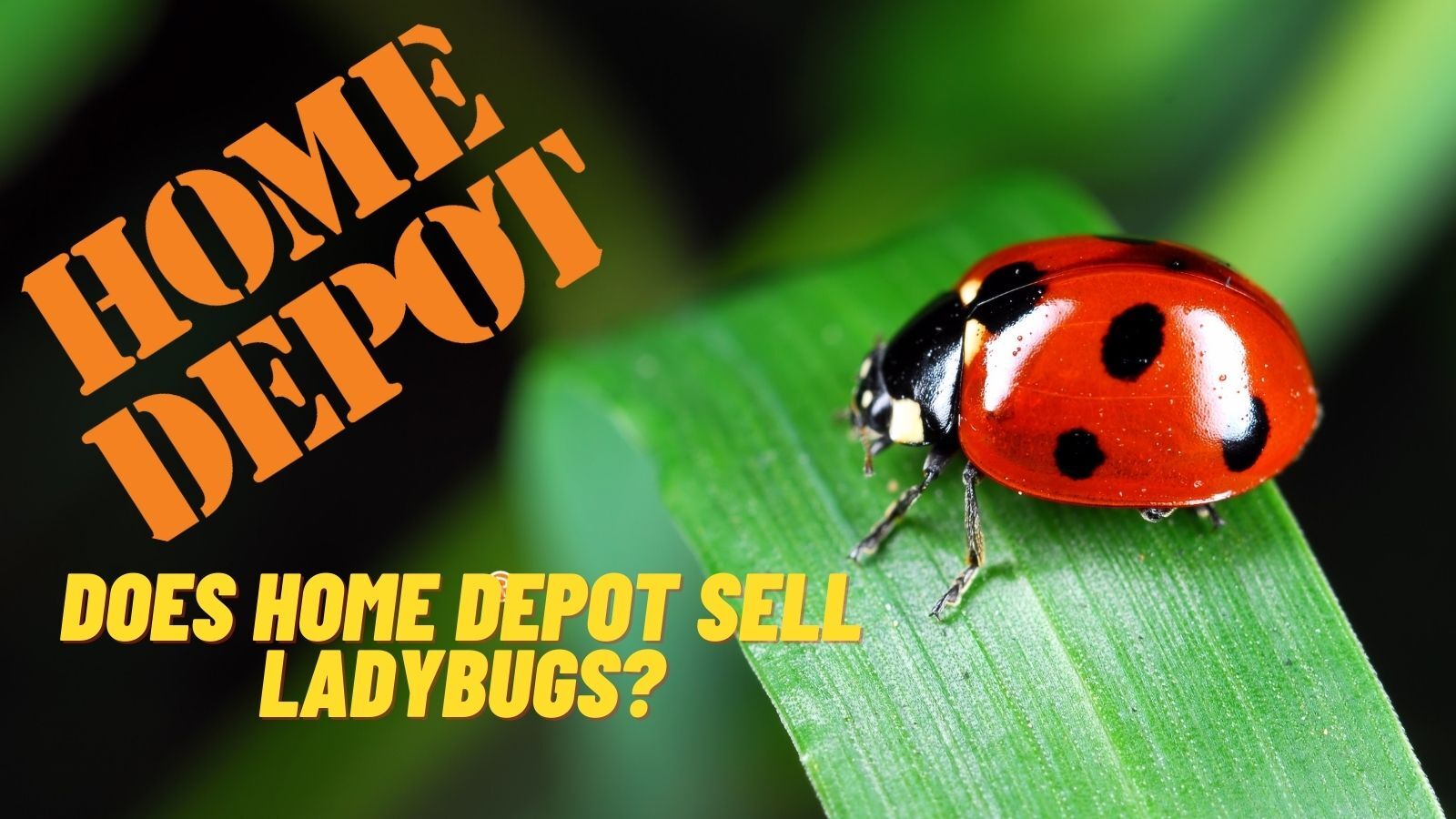 Does Home Depot Sell Ladybugs? (No, But Here Are the Alternatives)