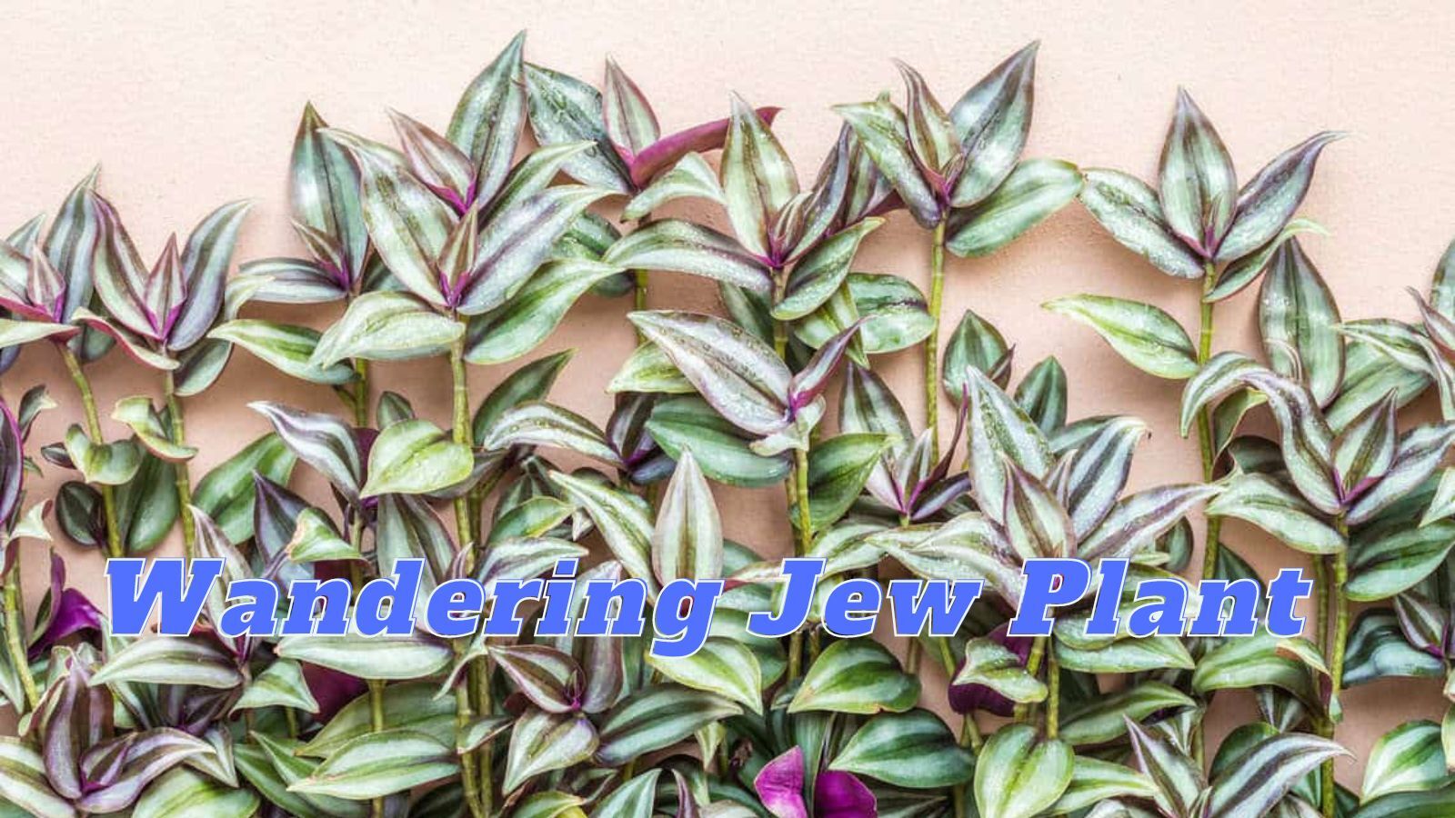 Wandering Jew Plant: Care, Growing Guide [Type of Tradescantia zebrina +FAQs]