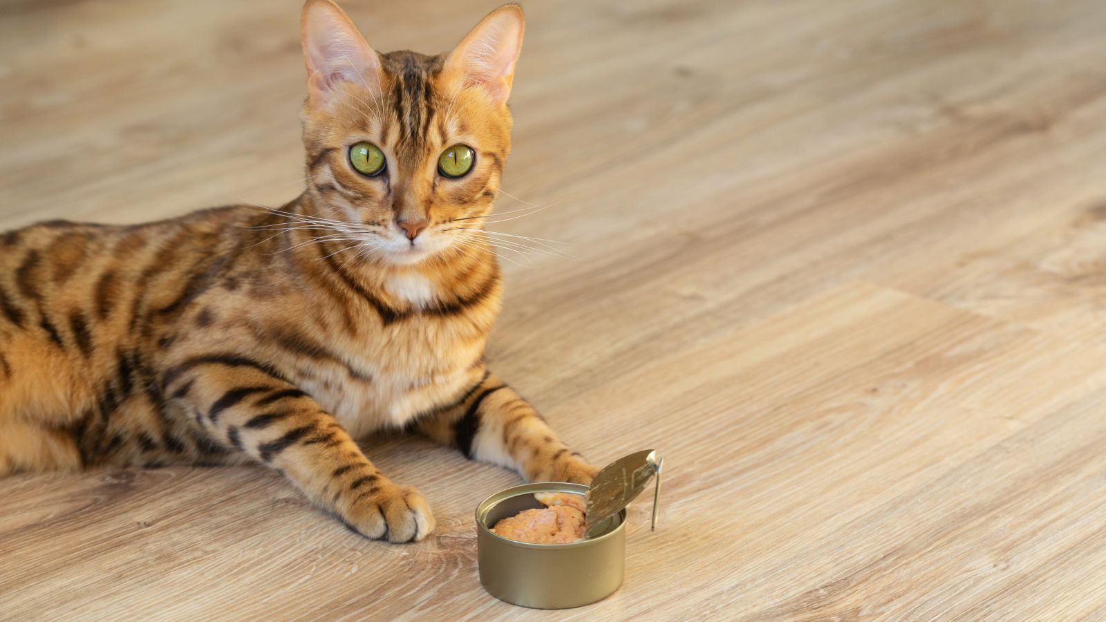 12 Best Cat Food Brands: Keep Health of Your Cats and Kittens