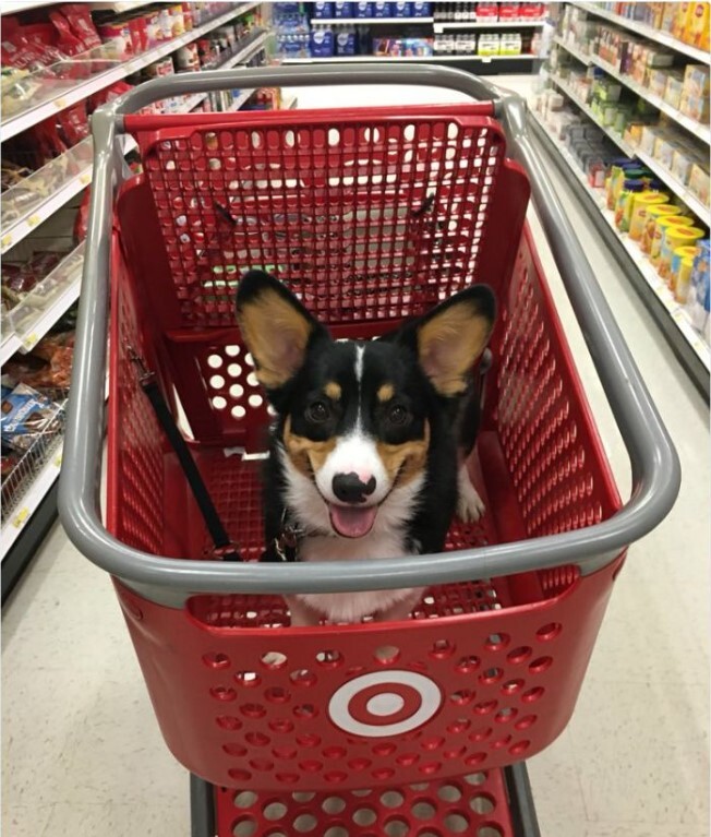 Shopping at Target Store with  dog