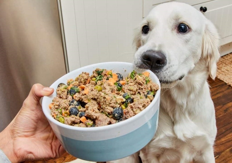 Why we like using Ollie Dog Food